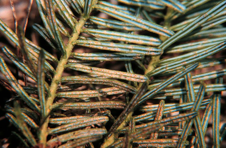 Fir needles with numerous small, yellow-brown scale insects (cryptomeria scale) scattered along the undersides, giving the needles a speckled appearance.